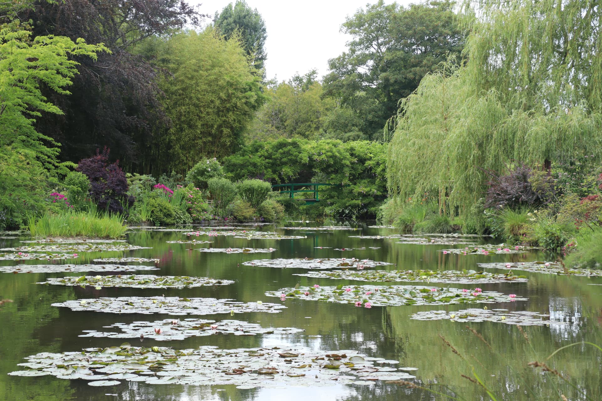 The water lily pond and the green Japanese bridge