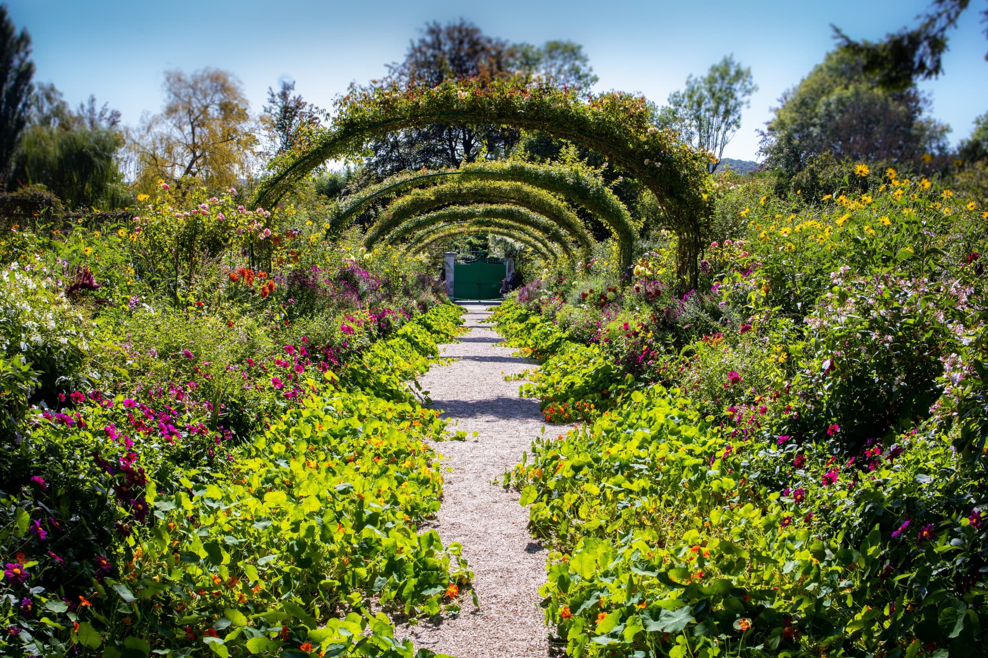 The flower arches of the Clos Normand in bloom