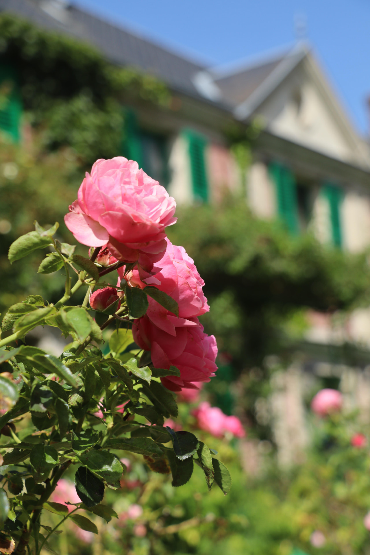 Roses climbing the facade of Monet's house