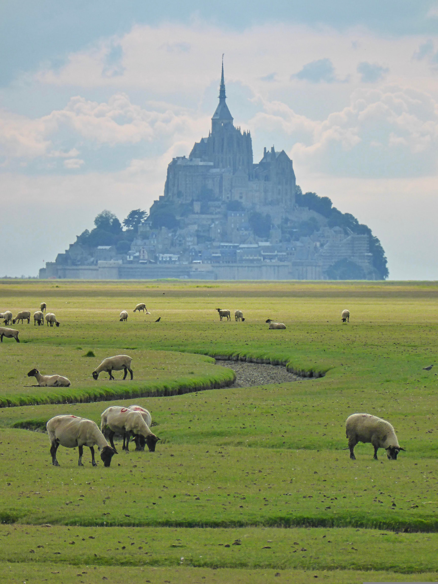 Sheep grazing on the salt meadows below the mount