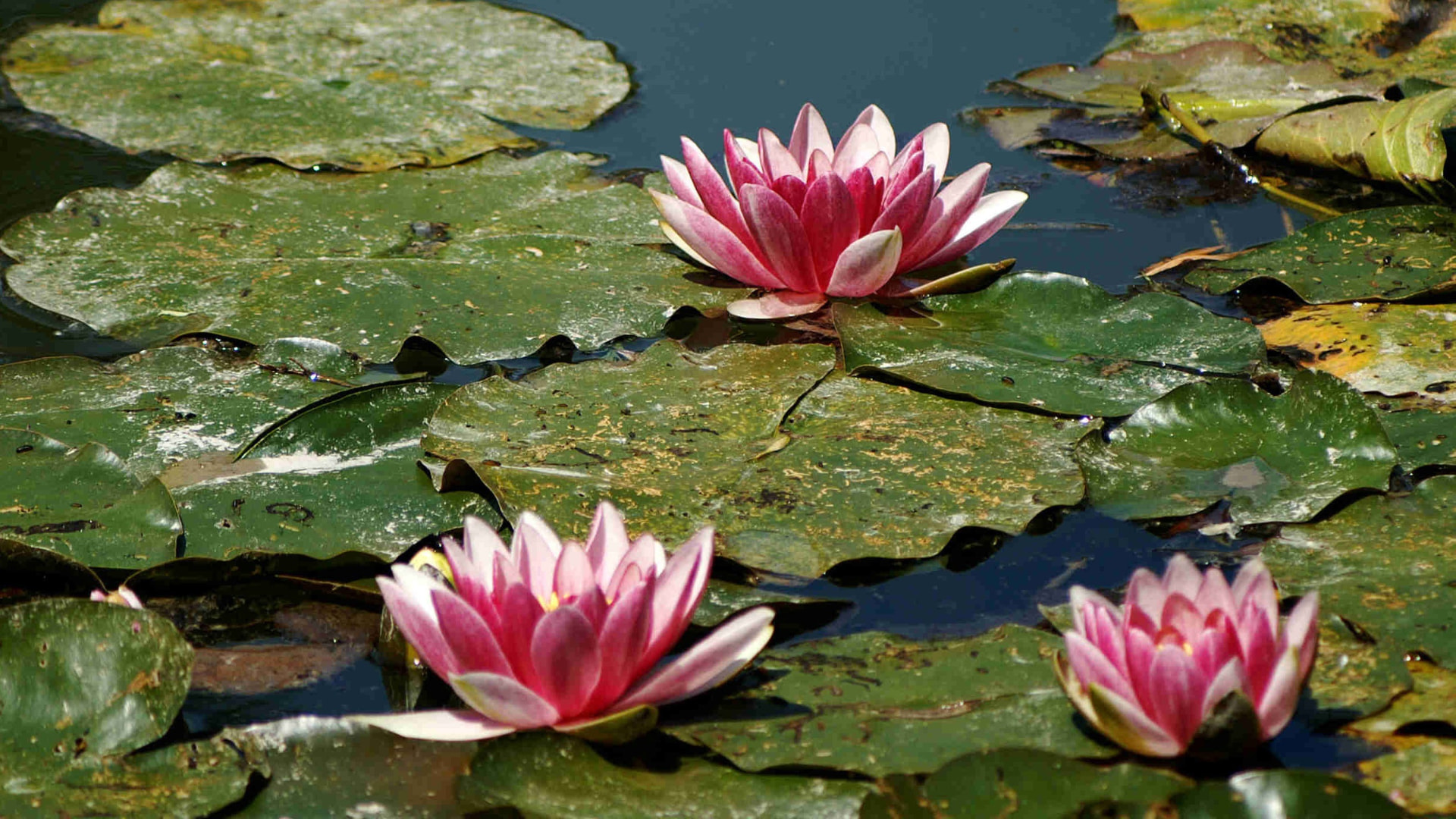 Water lilies in bloom on the pond